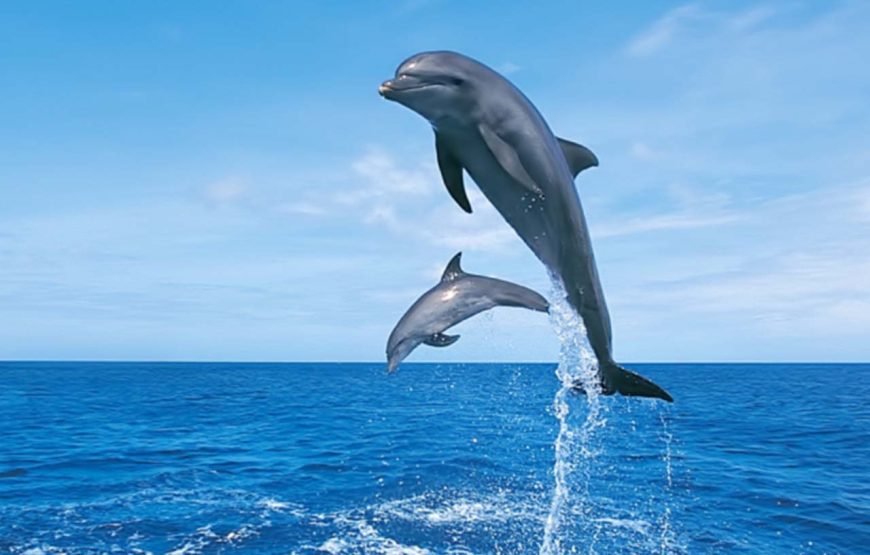 Dolphin House: Swim with Dolphins & Lunch