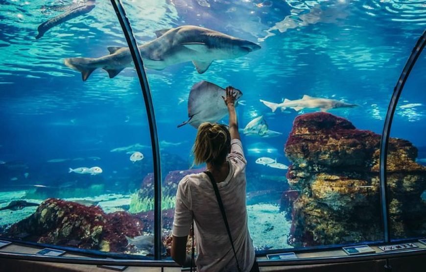 Discover the Hurghada Grand Aquarium