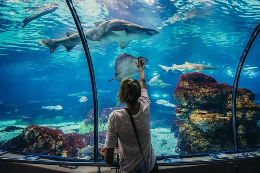 Hurghada Grand Aquarium Entry Ticket and Tour