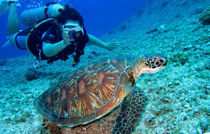 Hurghada: Professional Diving open water with lunch
