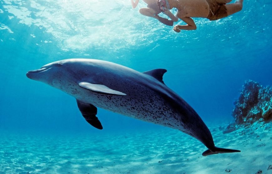 Dolphin House: Swim with Dolphins & Lunch