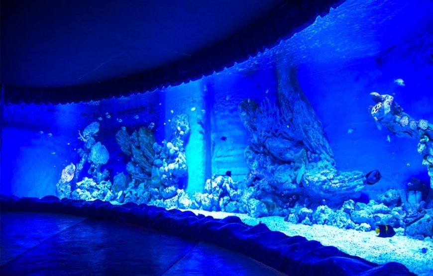 Discover the Hurghada Grand Aquarium