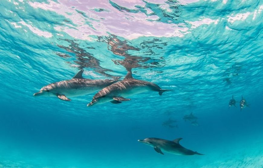 Dolphin House: Swim with Dolphins & Lunch