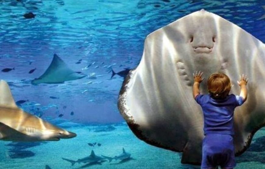 Discover the Hurghada Grand Aquarium