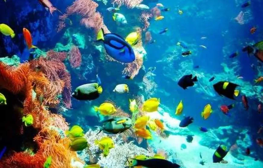 Hurghada: Intro Diving Trip, Snorkeling and Lunch