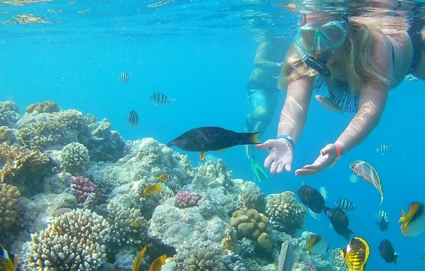 Dolphin House: Swim with Dolphins & Lunch