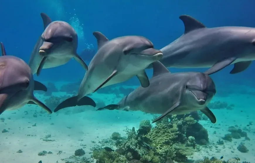 Dolphin House: Swim with Dolphins & Lunch