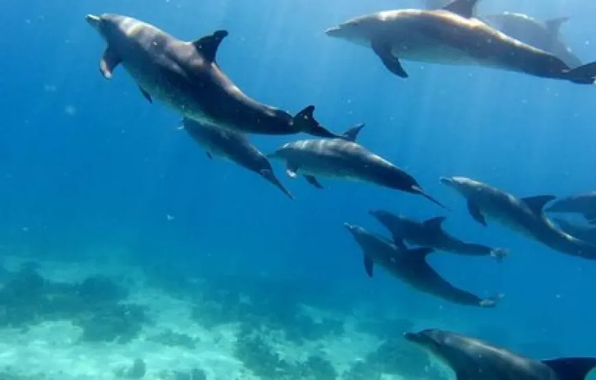 Dolphin House: Swim with Dolphins & Lunch