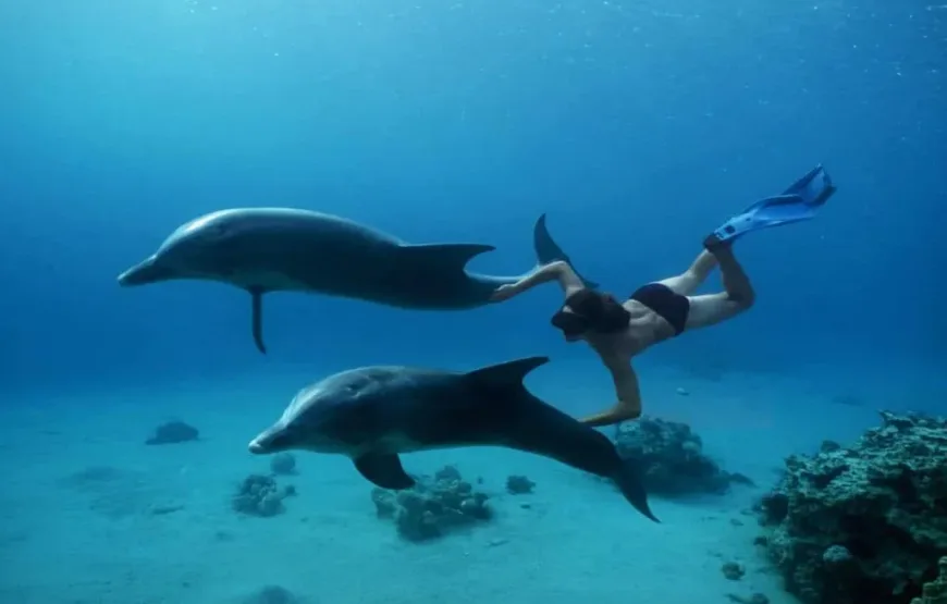 Dolphin House: Swim with Dolphins & Lunch