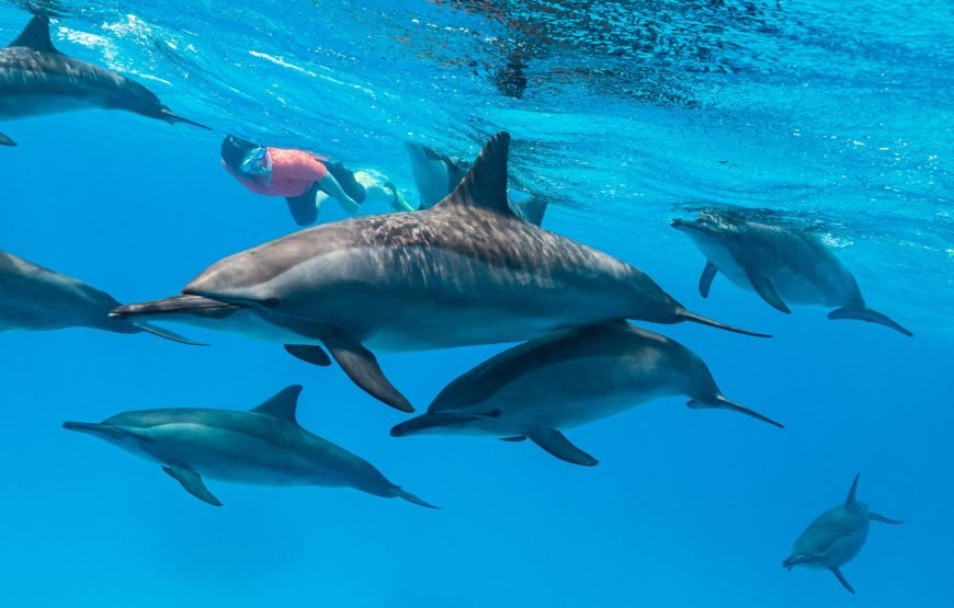 Dolphin House: Swim with Dolphins & Lunch