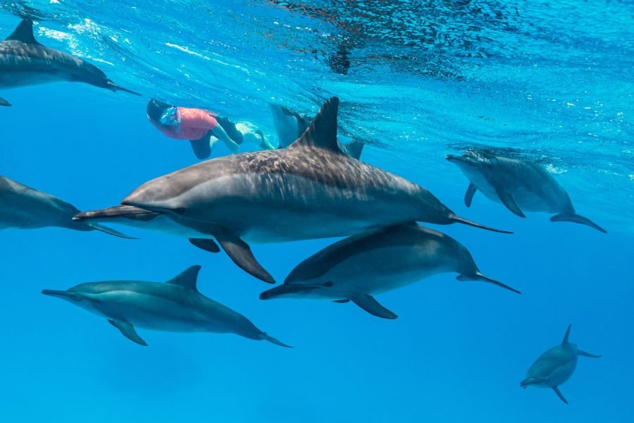 Dolphin House: Swim with Dolphins & Lunch