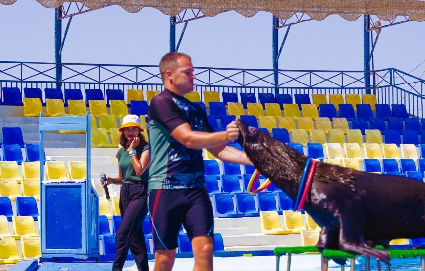 Hurghada: Experience the Magic of the Dolphin Show