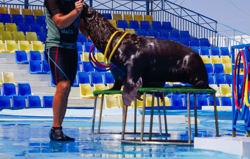 Hurghada: Experience the Magic of the Dolphin Show
