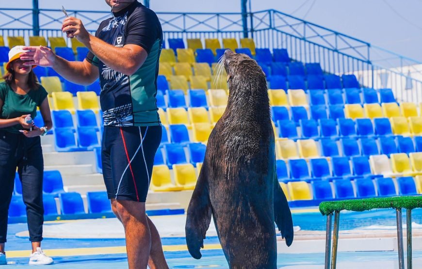Hurghada: Experience the Magic of the Dolphin Show