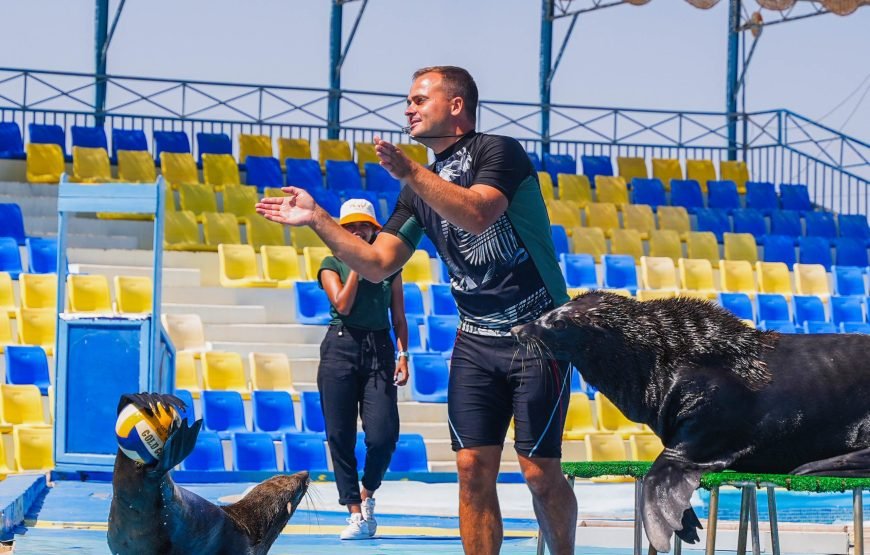 Hurghada: Experience the Magic of the Dolphin Show