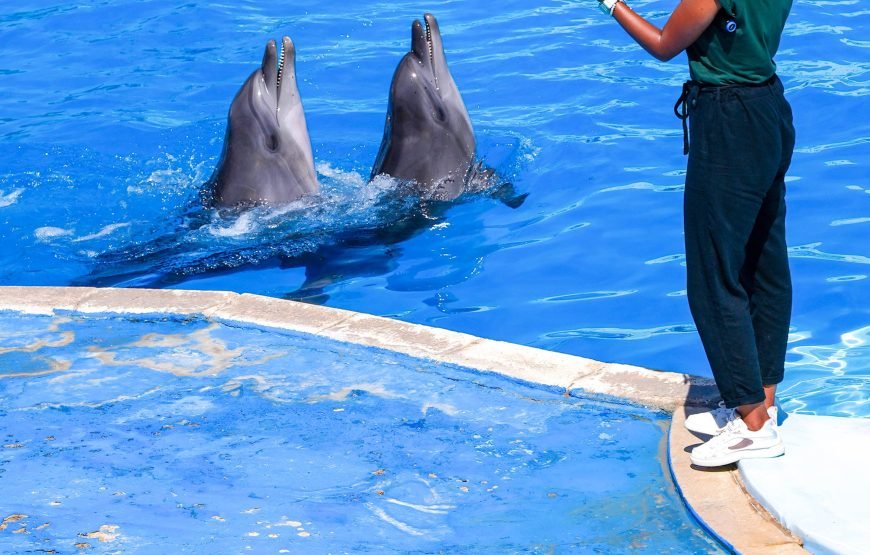 Hurghada: Experience the Magic of the Dolphin Show
