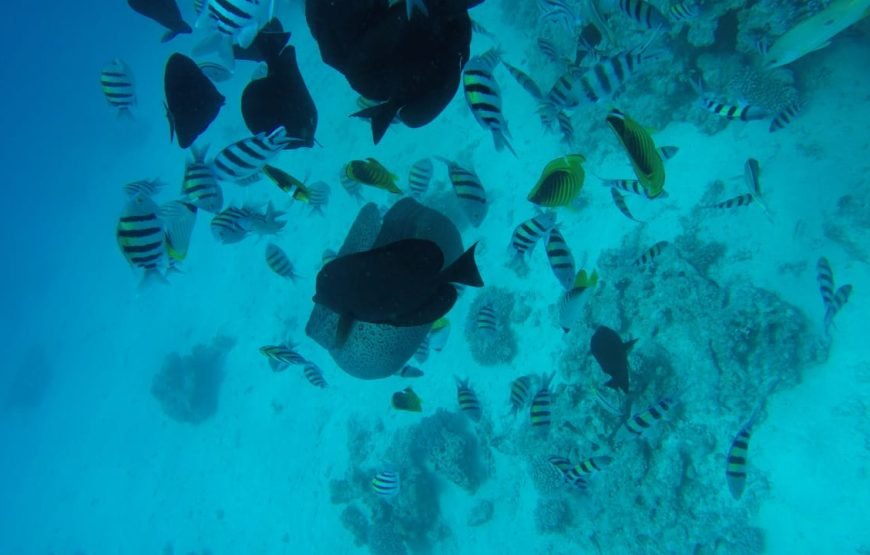Hurghada: Paradise Island with Snorkeling and lunch